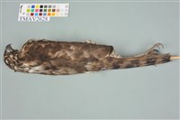 鳳頭蒼鷹藏品圖，第6張